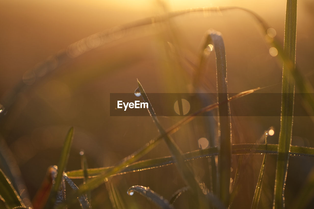 Close-up of wet grass during rainy season