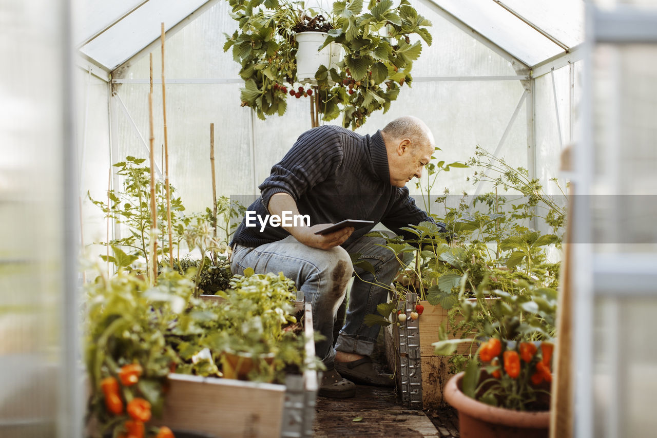 Senior gay man holding digital tablet while examining plants at nursery