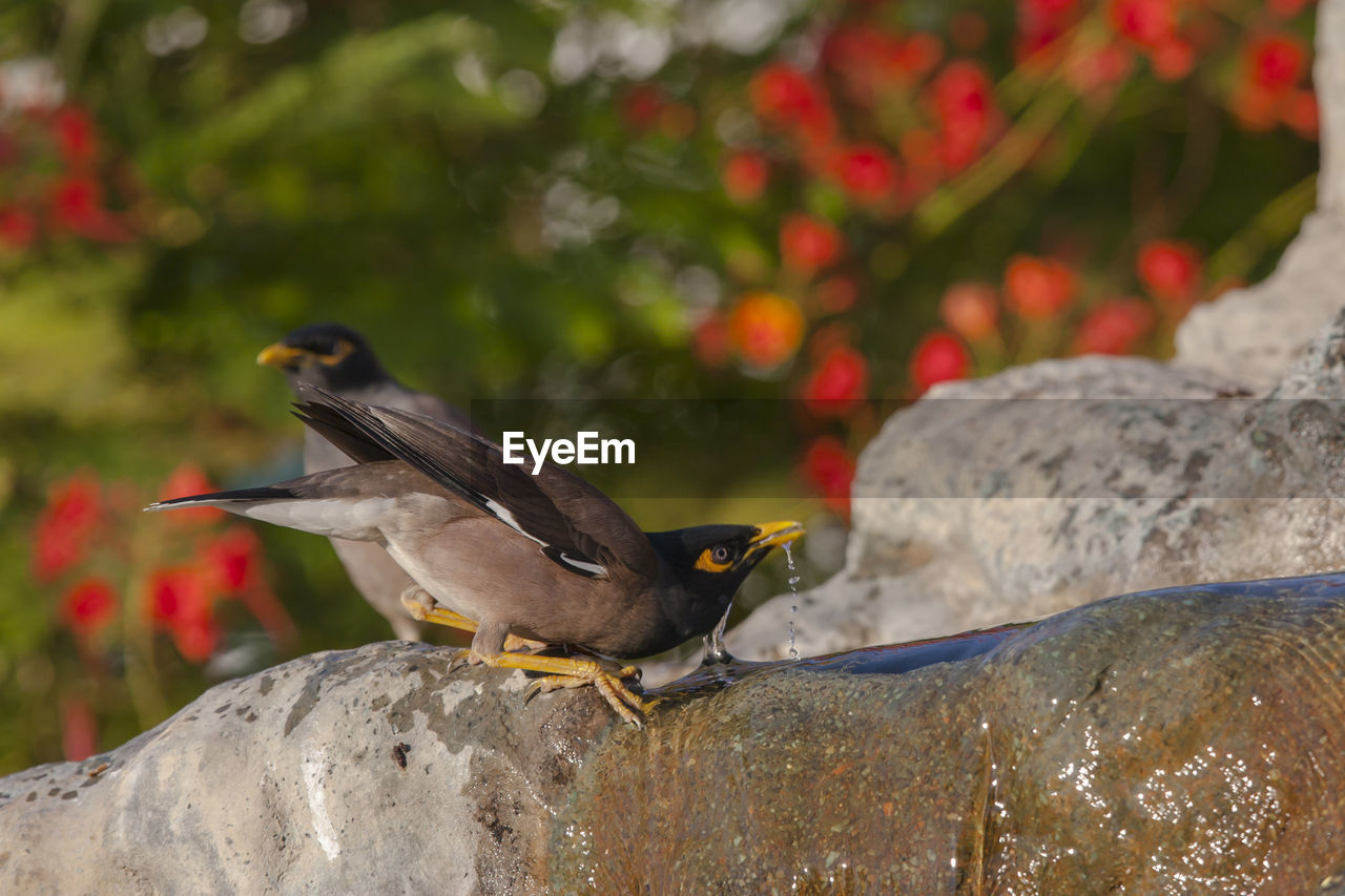 SIDE VIEW OF BIRD PERCHING ON ROCK