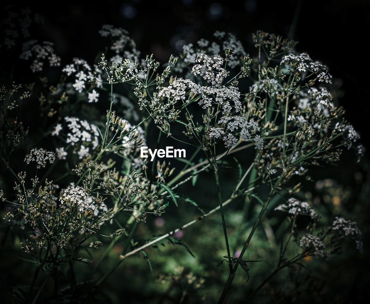 Close-up of flowering plants on field