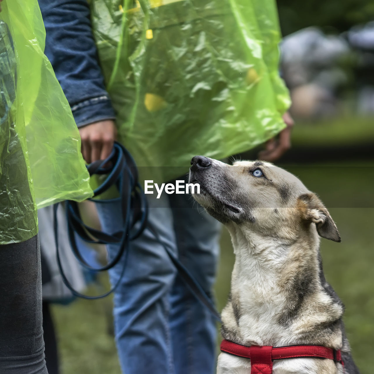 REAR VIEW OF MAN STANDING BY DOG