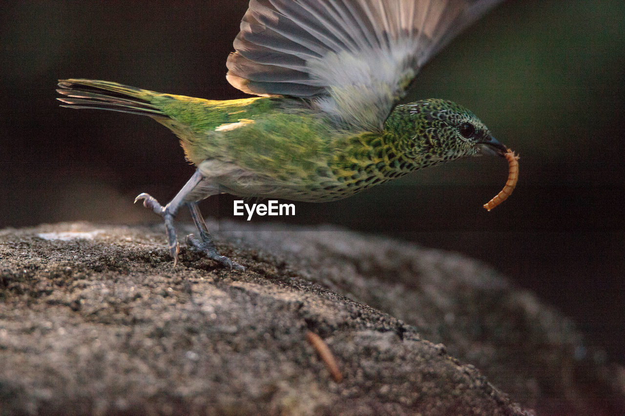 Spotted tanager bird tangara punctate is a neotropical bird that has yellow and green .