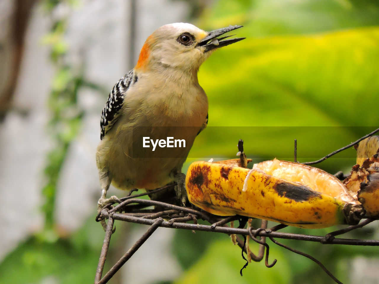 CLOSE-UP OF BIRD PERCHING ON A TREE