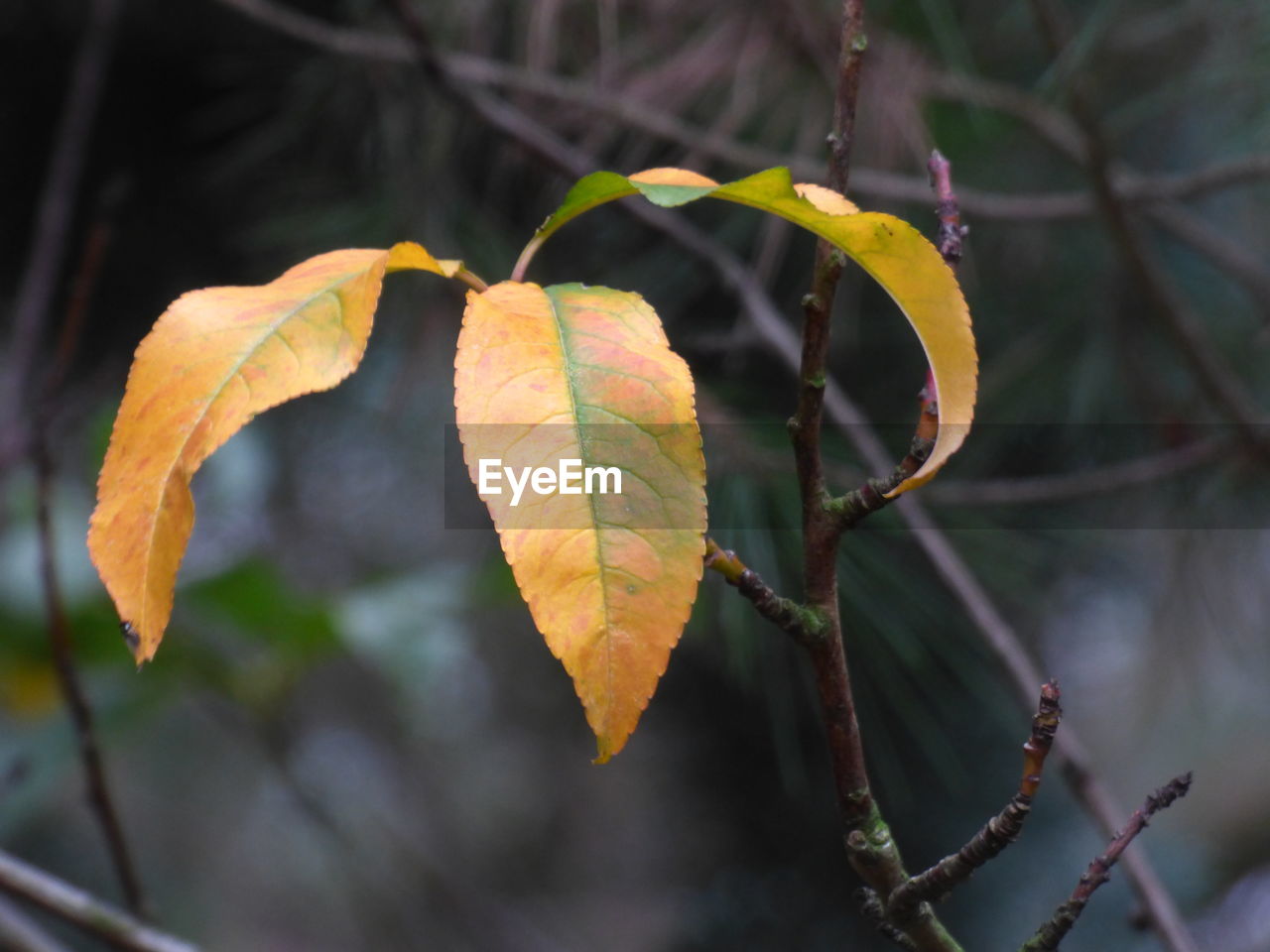 CLOSE-UP OF YELLOW LEAVES ON BRANCH