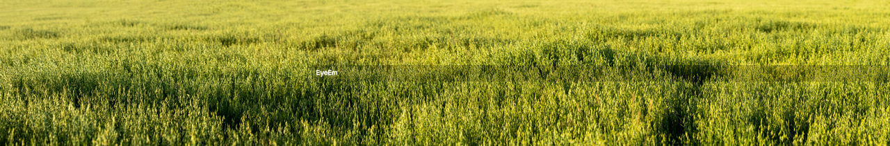 full frame shot of corn field