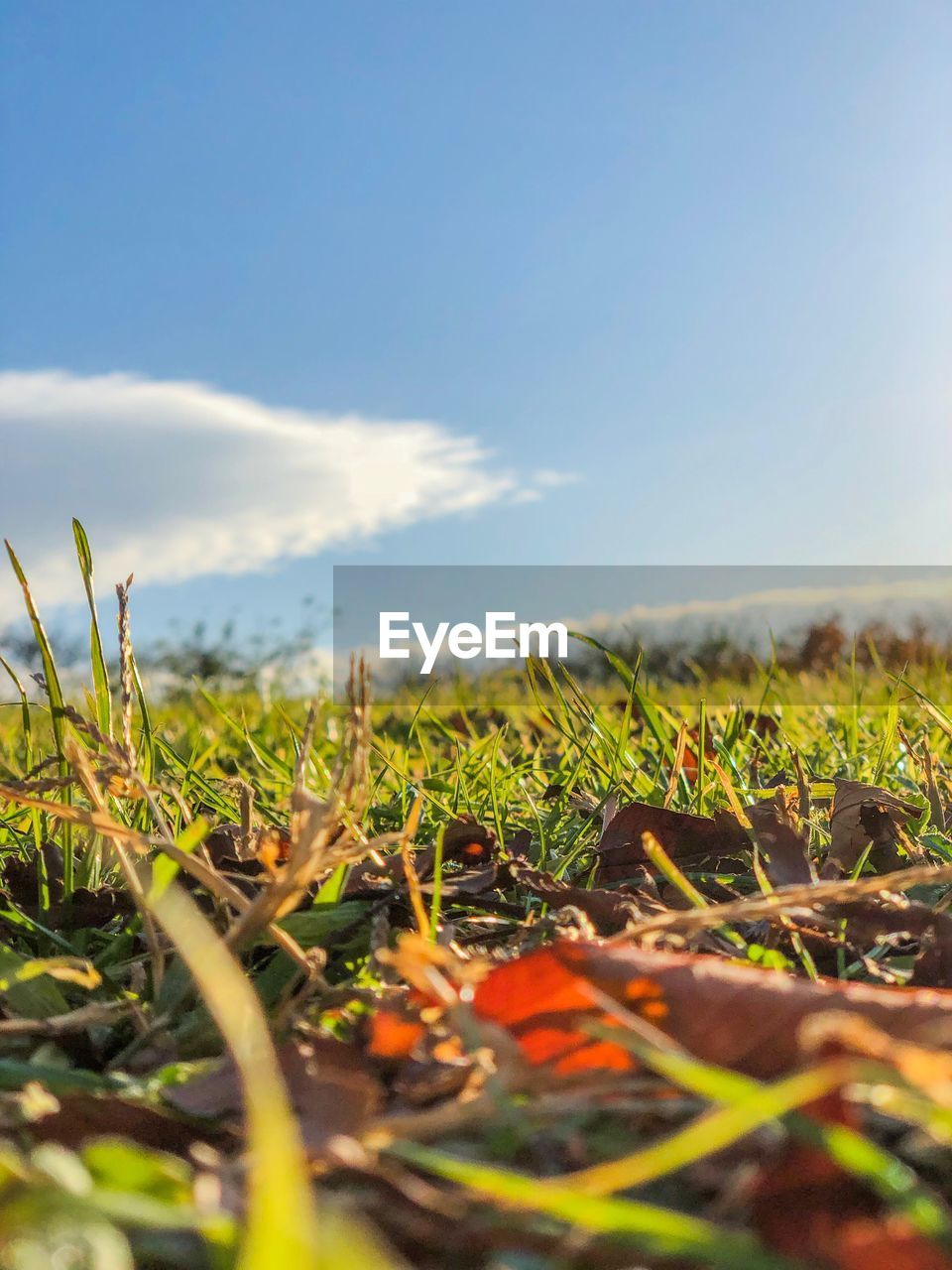 PLANTS ON FIELD AGAINST SKY