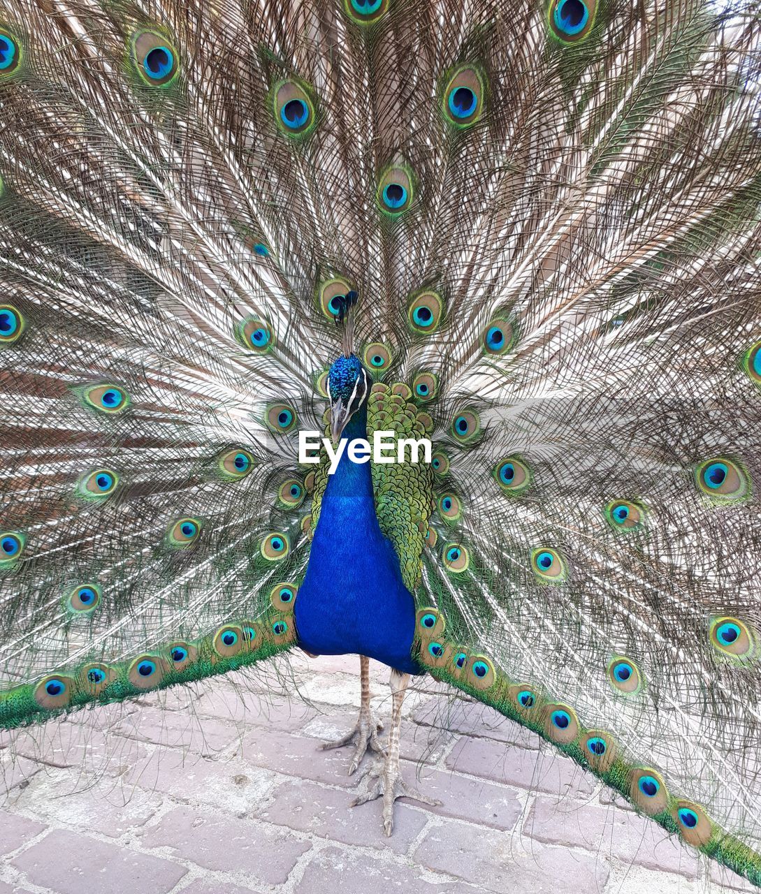 FULL FRAME SHOT OF PEACOCK WITH FEATHERS