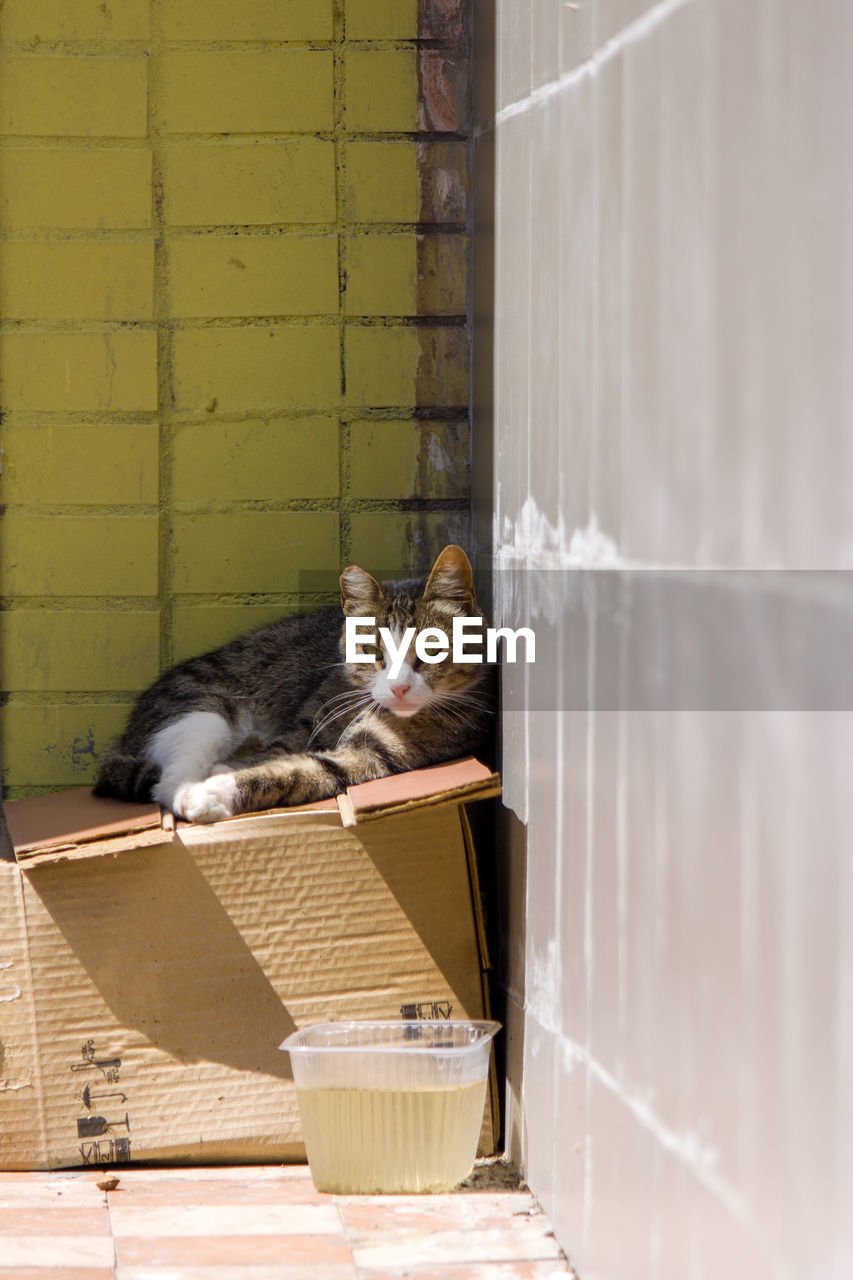 PORTRAIT OF A CAT SITTING ON WALL