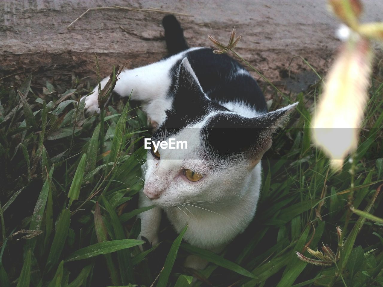 High angle view of cat on field