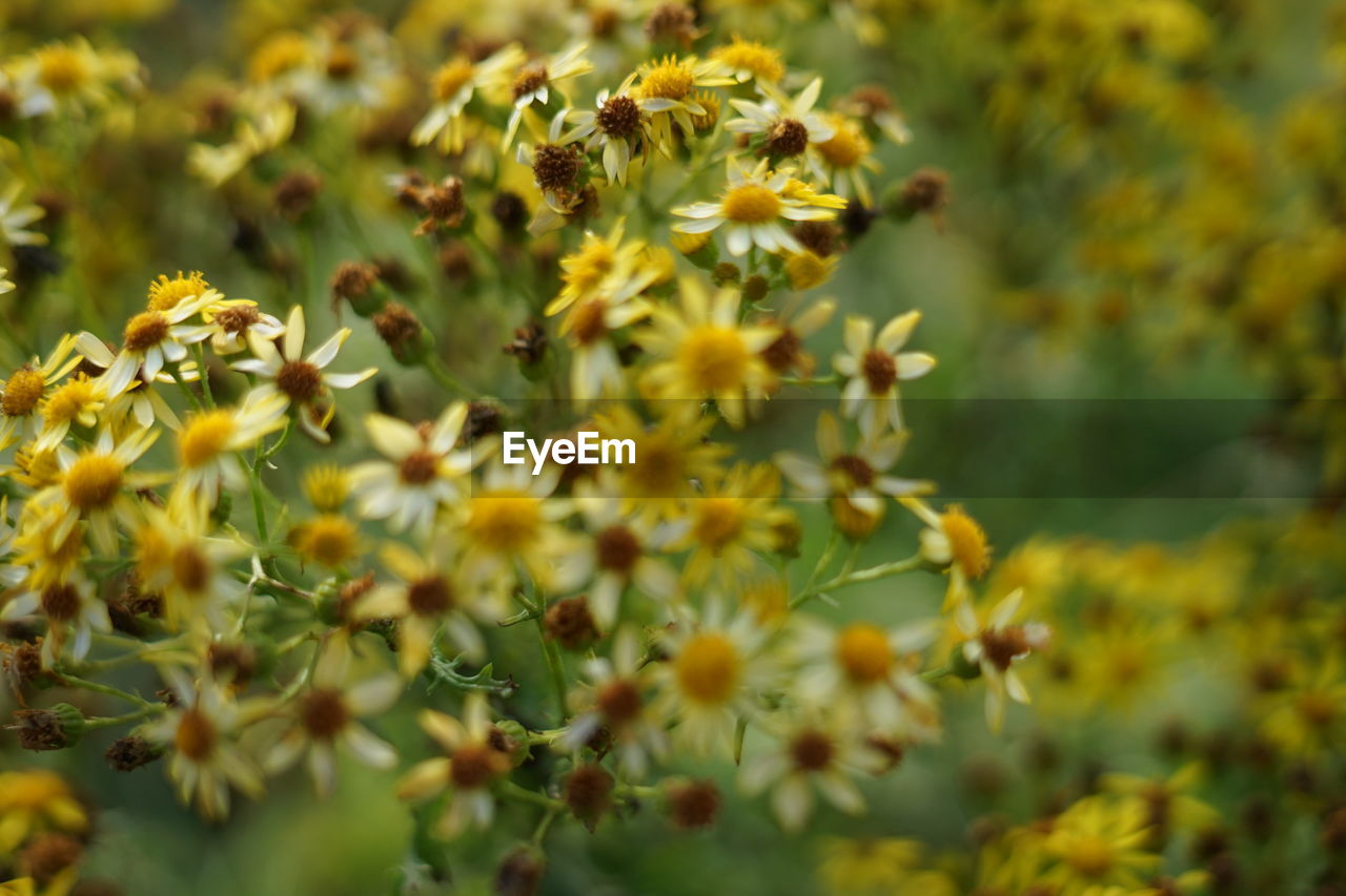 Close-up of yellow flowering plants on field