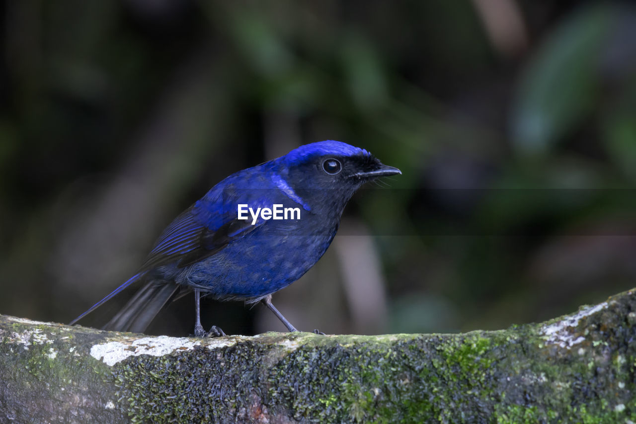 CLOSE-UP OF BIRD PERCHING ON A ROCK