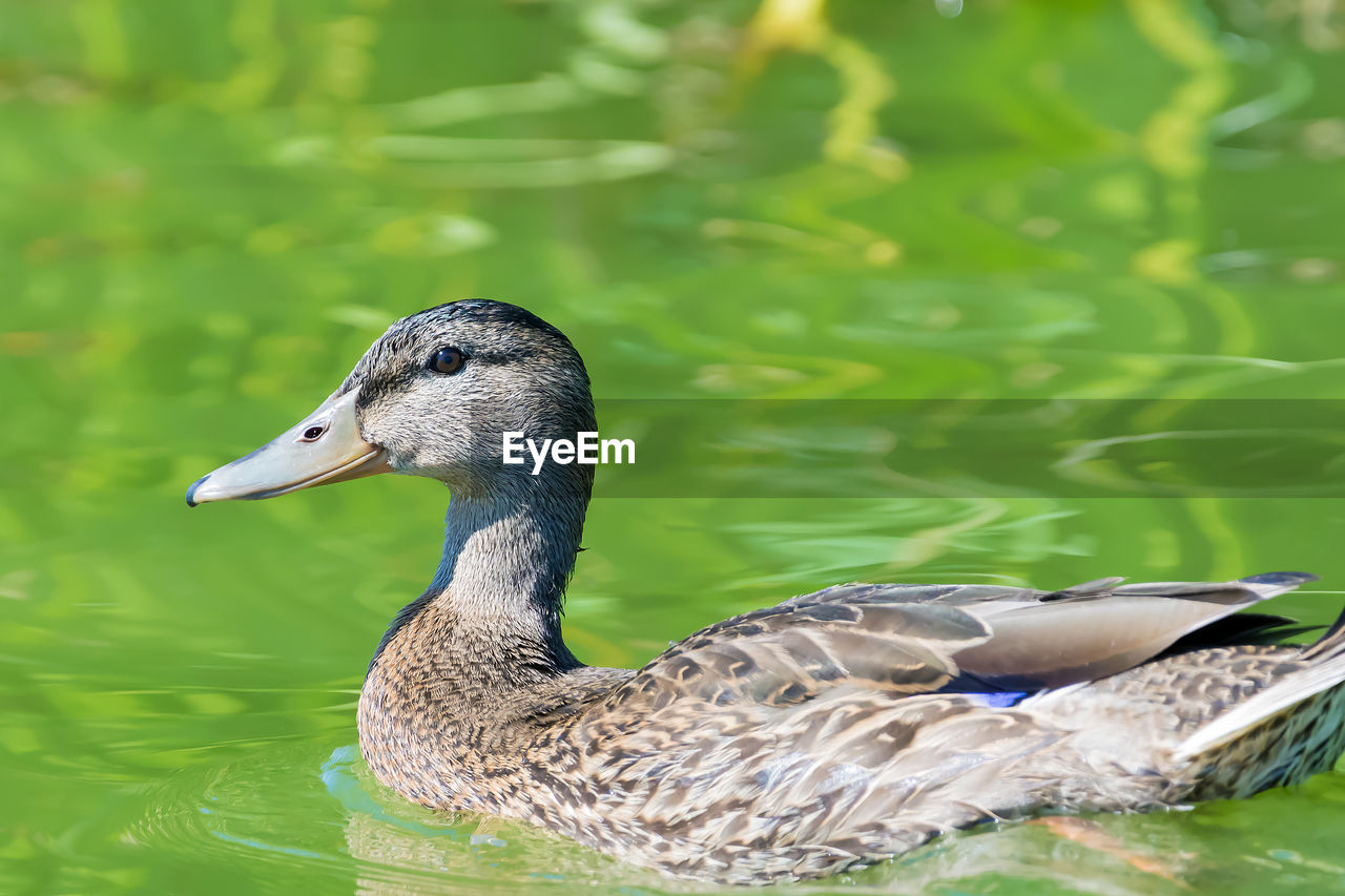 CLOSE-UP OF MALLARD DUCK SWIMMING IN LAKE