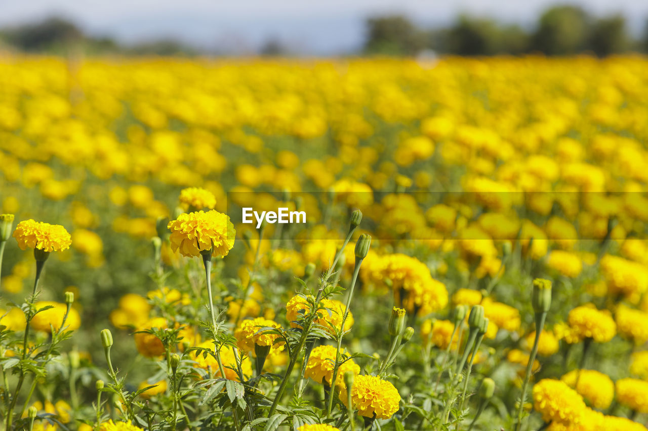 Close-up of yellow flowers in field