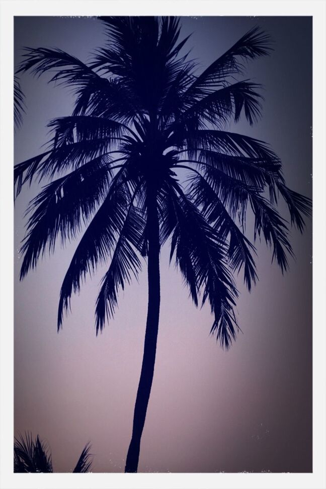 LOW ANGLE VIEW OF PALM TREES AGAINST SKY