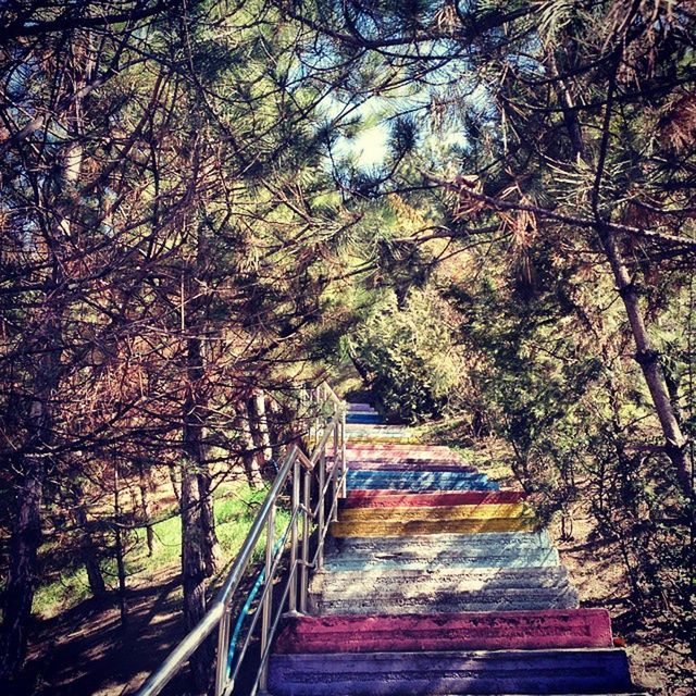 High angle view of colorful steps passing through forest