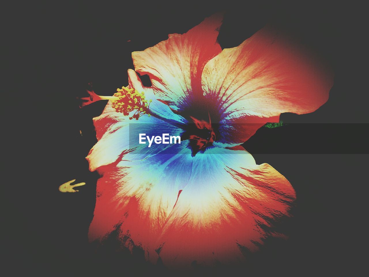 Close-up of hibiscus against black background