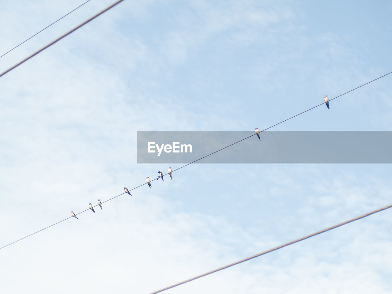 LOW ANGLE VIEW OF BIRDS ON CABLE