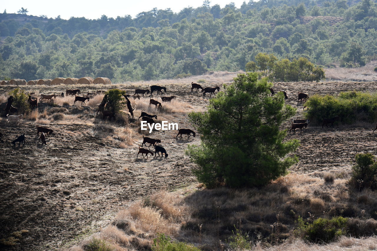 Hills and forests in cyprus with goat herds grazing around