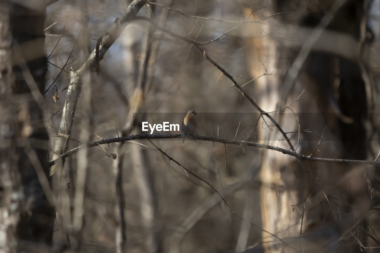 winter, nature, branch, tree, twig, animal, plant, animal themes, bird, no people, animal wildlife, wildlife, focus on foreground, leaf, outdoors, one animal, selective focus, close-up, day