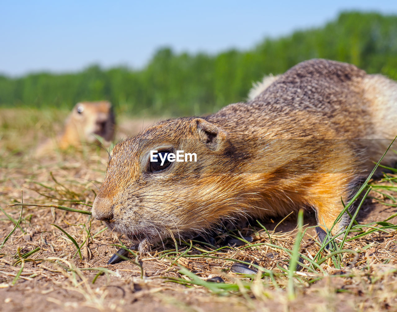 animal, animal themes, animal wildlife, one animal, wildlife, mammal, rodent, no people, nature, grass, squirrel, close-up, whiskers, prairie dog, plant, outdoors, day, side view, selective focus, cute