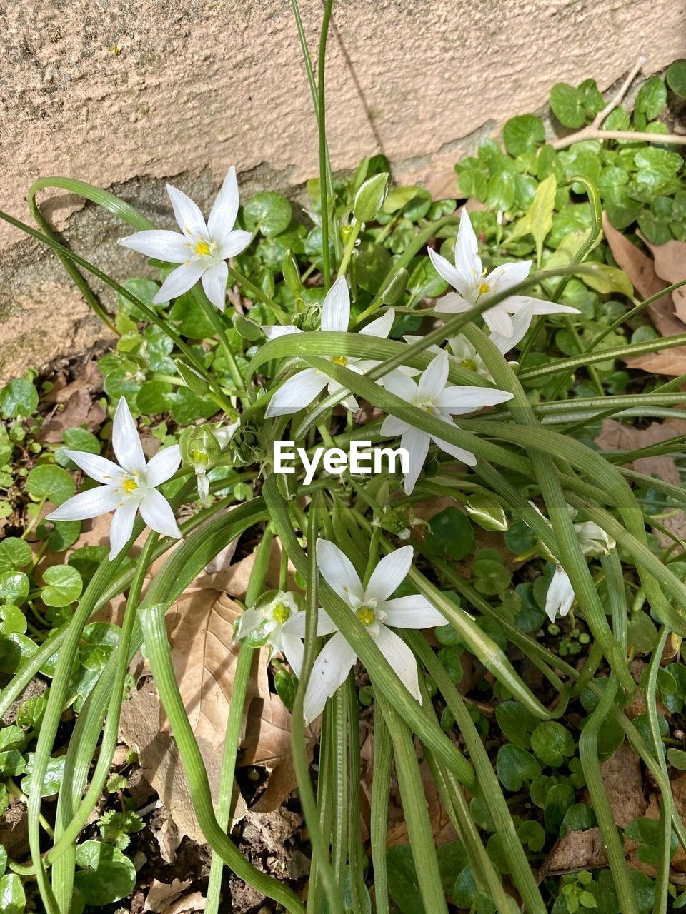 plant, growth, flower, beauty in nature, leaf, plant part, nature, flowering plant, green, freshness, no people, day, high angle view, fragility, close-up, outdoors, white, wildflower, field, land, petal