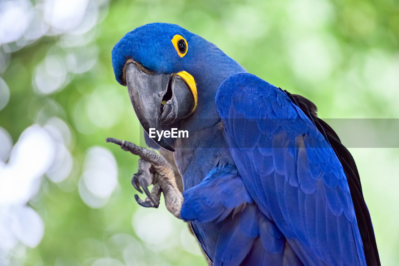 Beautiful blue hyacinth macaw waving with his talon