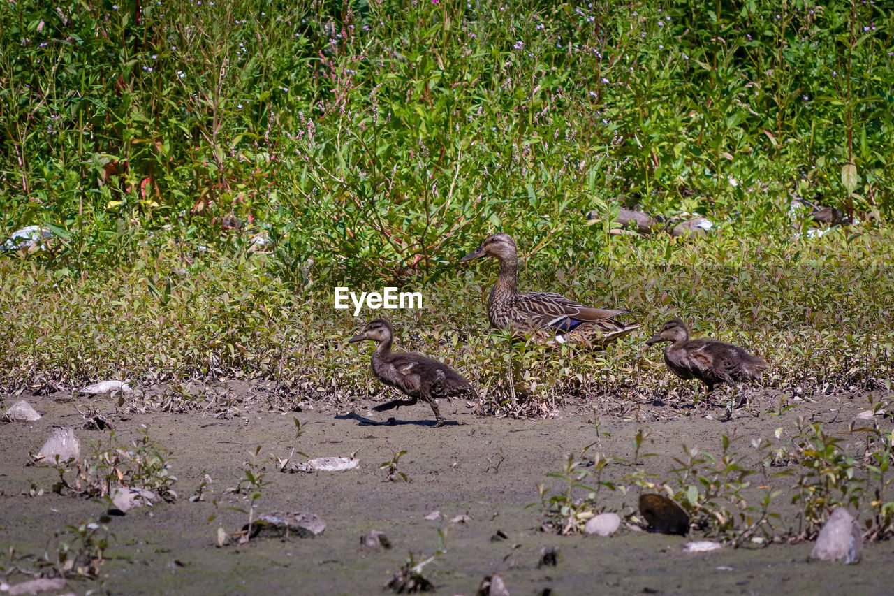 FLOCK OF BIRDS ON FIELD