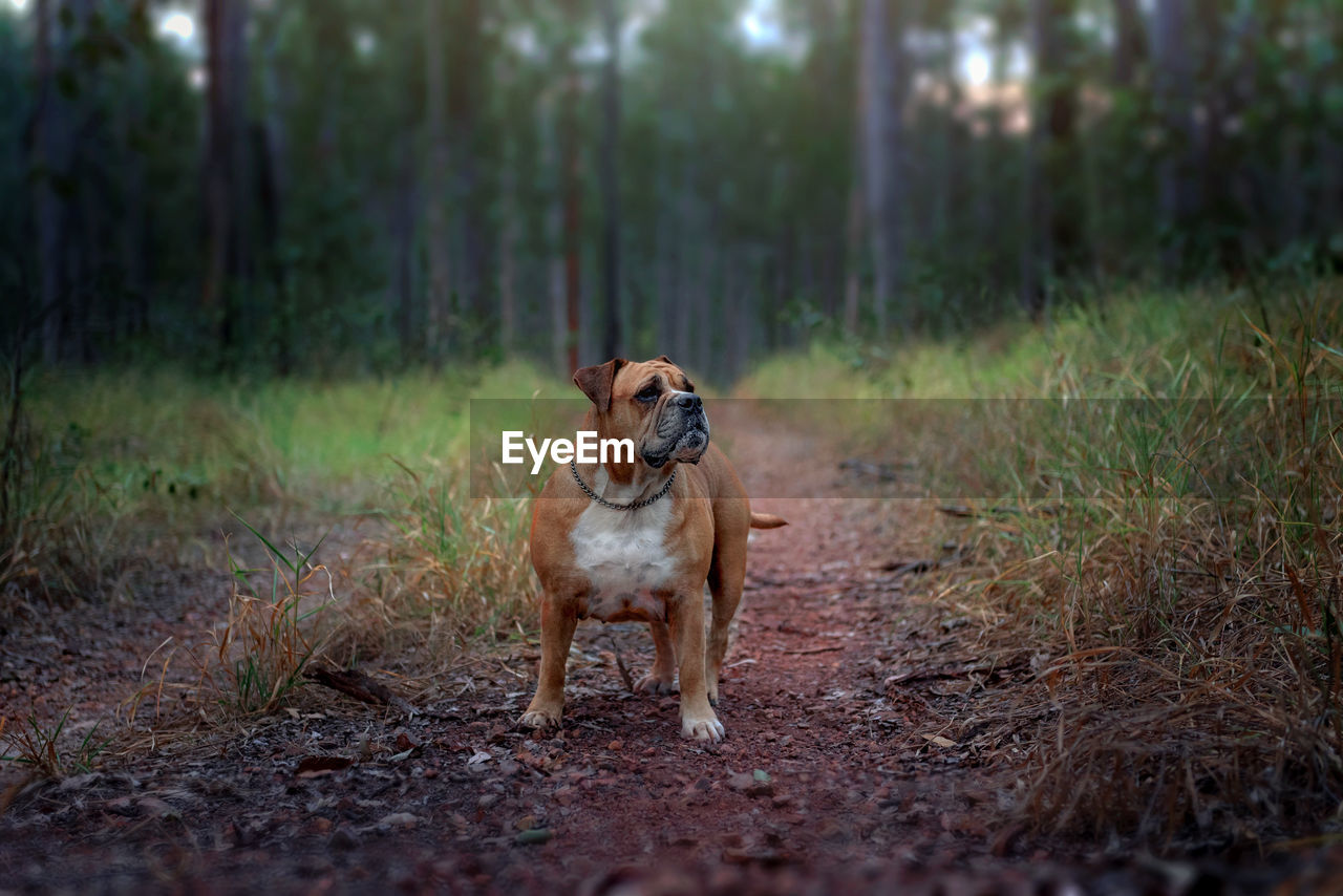 Australian bulldog standing in a forest