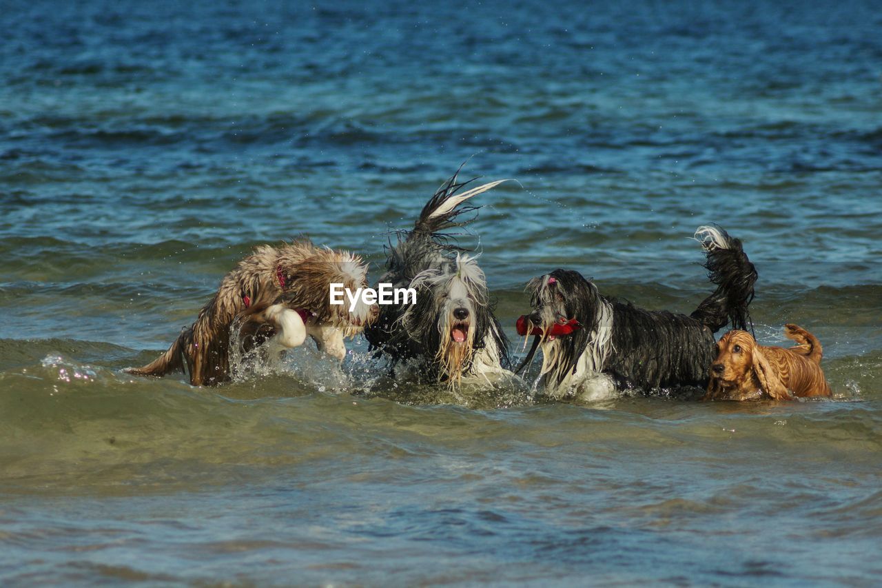 Dogs walking in water at shore