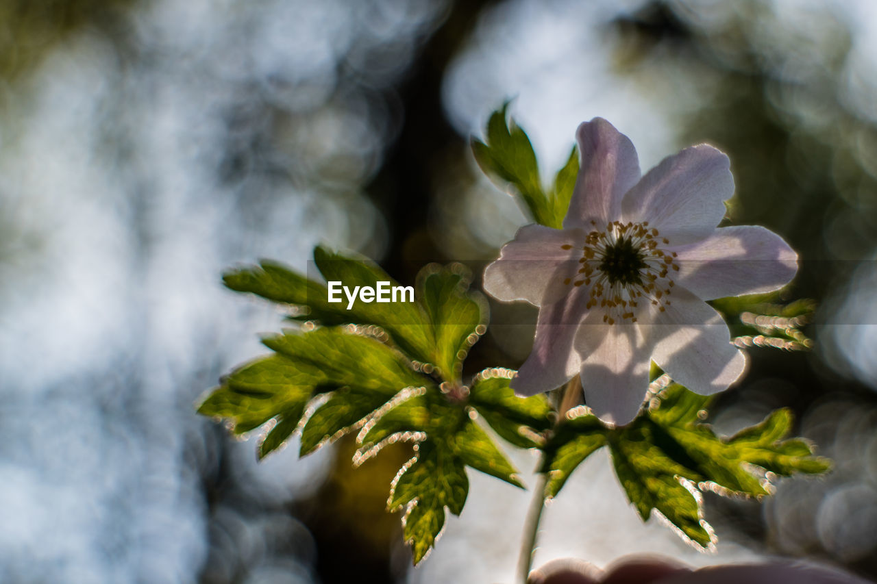 Close-up of white flower blooming on tree