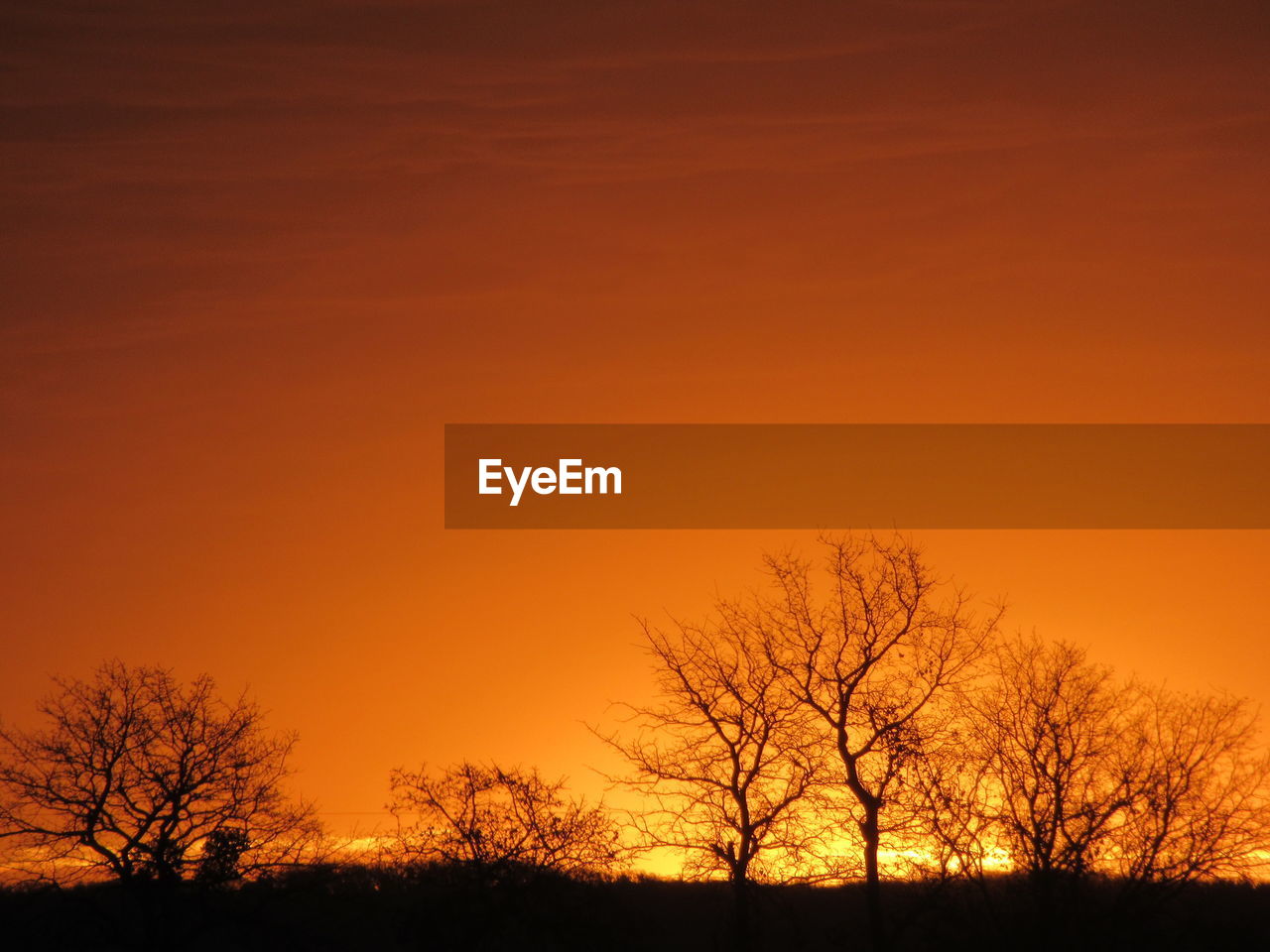 SILHOUETTE BARE TREES AGAINST ORANGE SKY