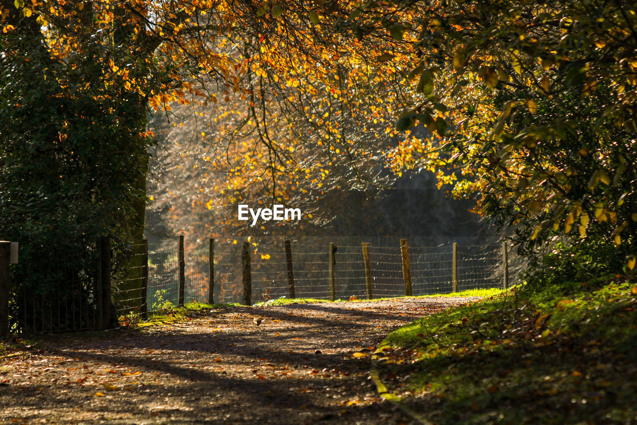 Trees in forest during autumn