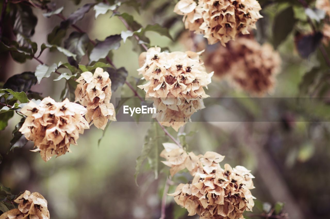 Close-up of flowers growing on tree