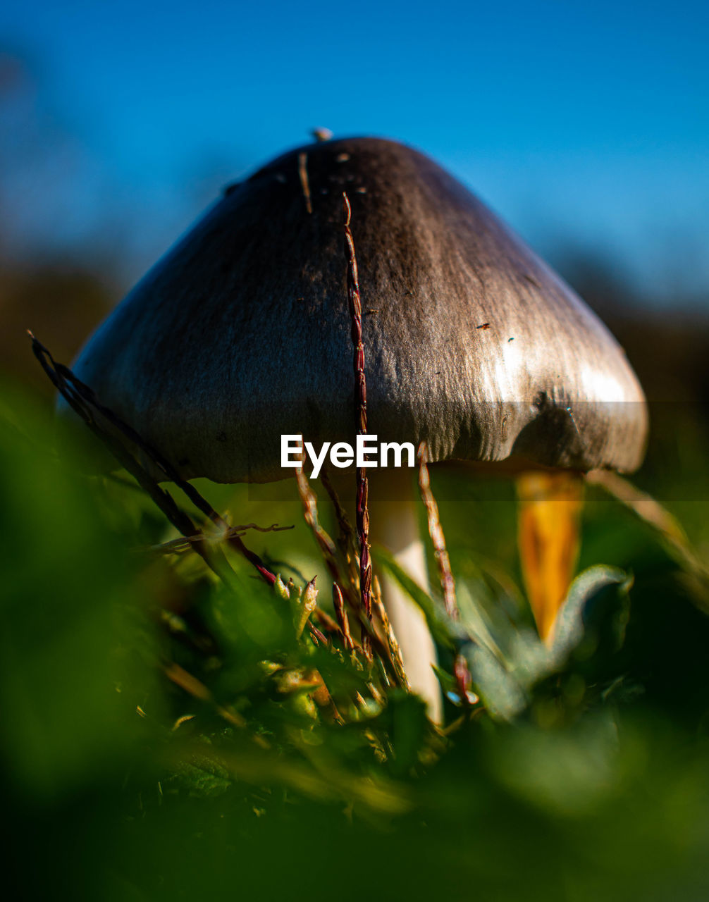 Close-up of mushroom growing on land