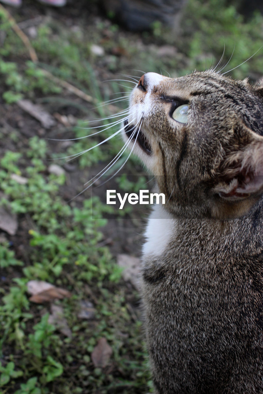 CLOSE-UP OF A CAT LOOKING AWAY OUTDOORS