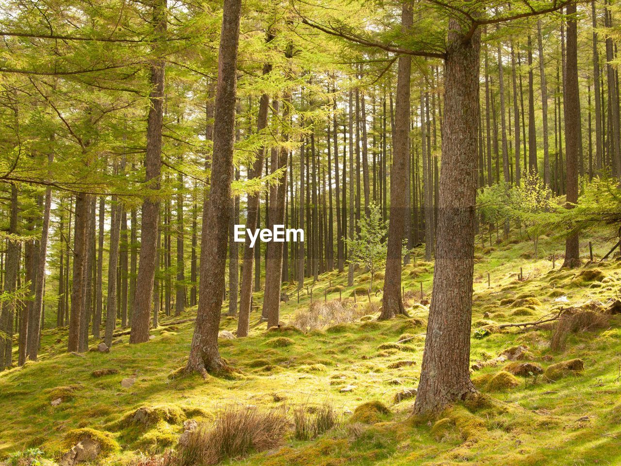 Pine trees in forest