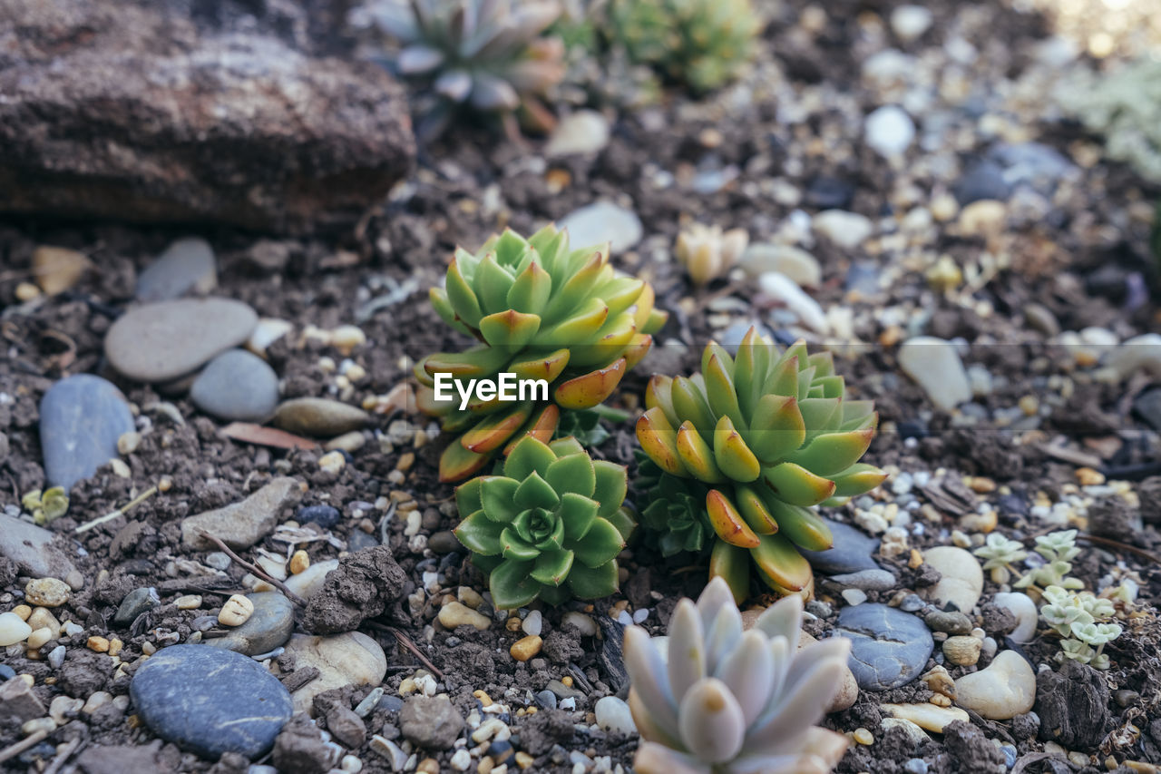 close-up of purple flowering plants