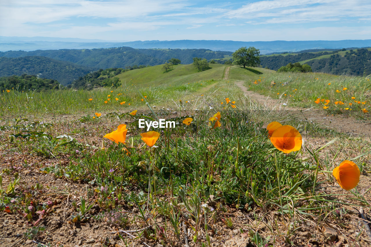 Orange flowers blooming on mountain