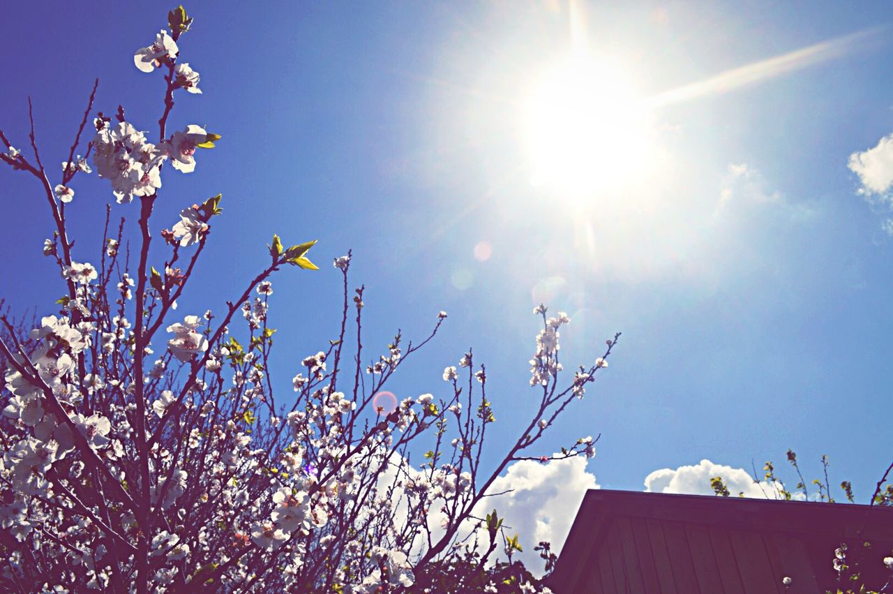 LOW ANGLE VIEW OF SUN SHINING THROUGH TREES