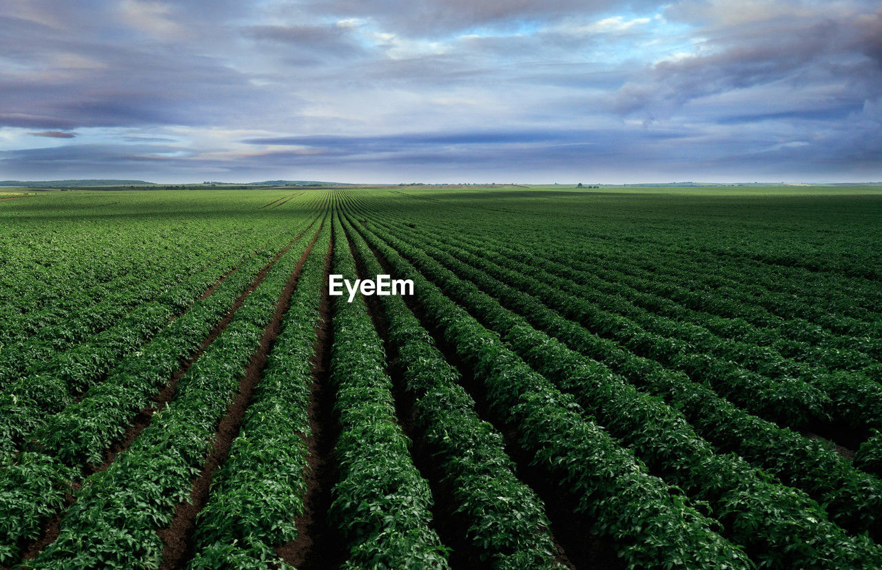landscape, agriculture, field, environment, land, crop, rural scene, growth, sky, plant, nature, cloud, soil, green, farm, food and drink, vegetable, food, in a row, beauty in nature, scenics - nature, horizon over land, horizon, no people, plantation, freshness, plain, outdoors, rural area, healthy eating, flower, environmental conservation, abundance, plant part, day, harvesting, organic, tranquility, leaf