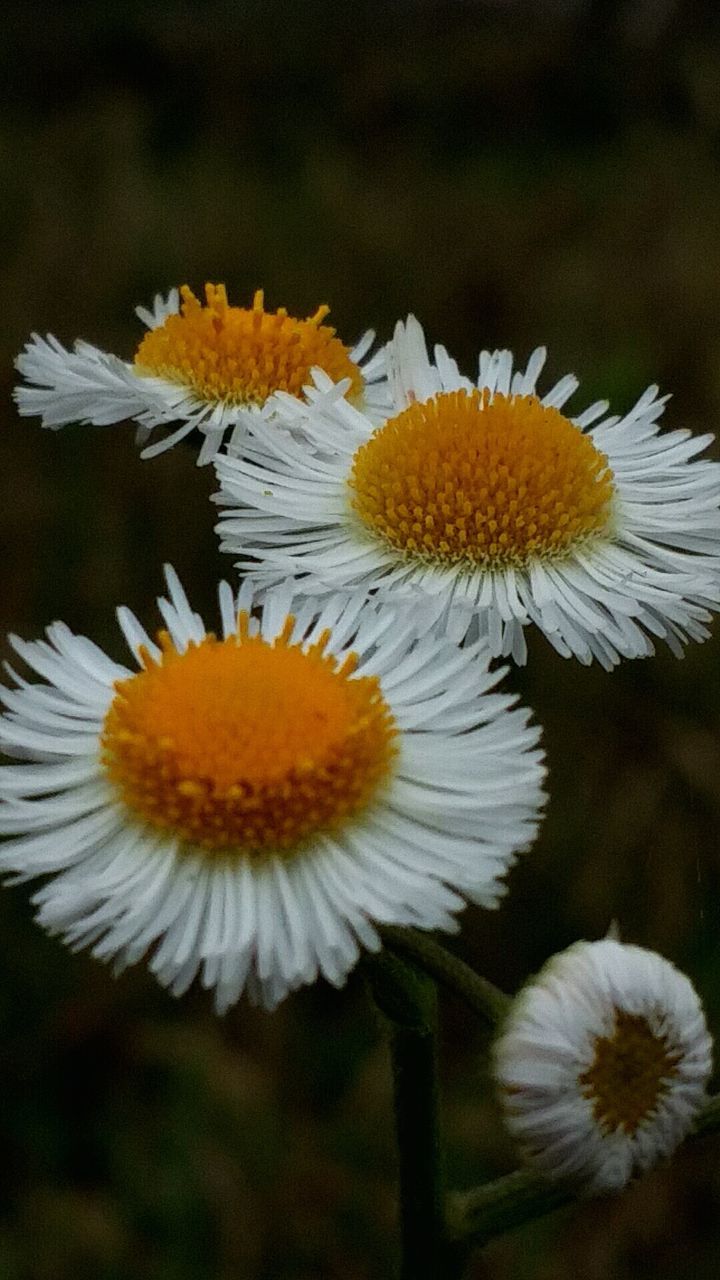 Close-up of white wildflowers blooming outdoors