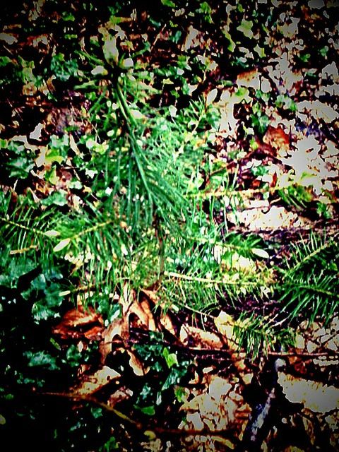 PLANTS GROWING IN GARDEN