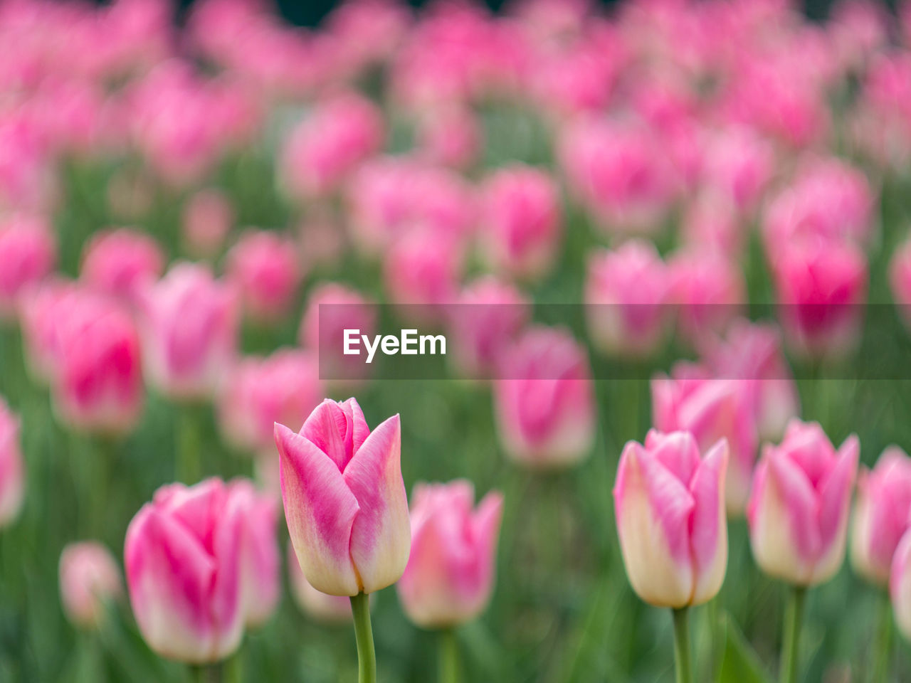 Close-up of pink flowers blooming outdoors
