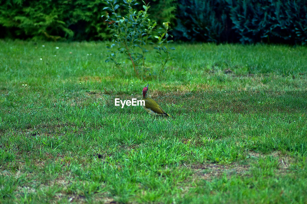 SIDE VIEW OF A BIRD ON GRASS