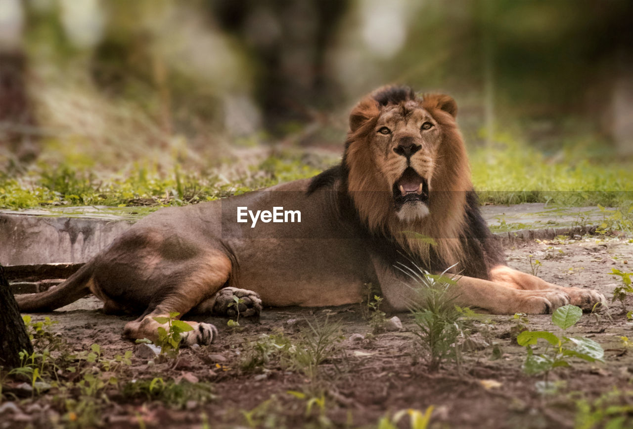 Lion relaxing on a land at national zoo new delhi india
