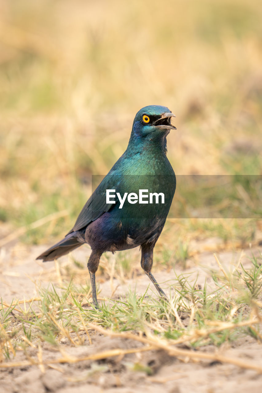 close-up of bird perching on grass