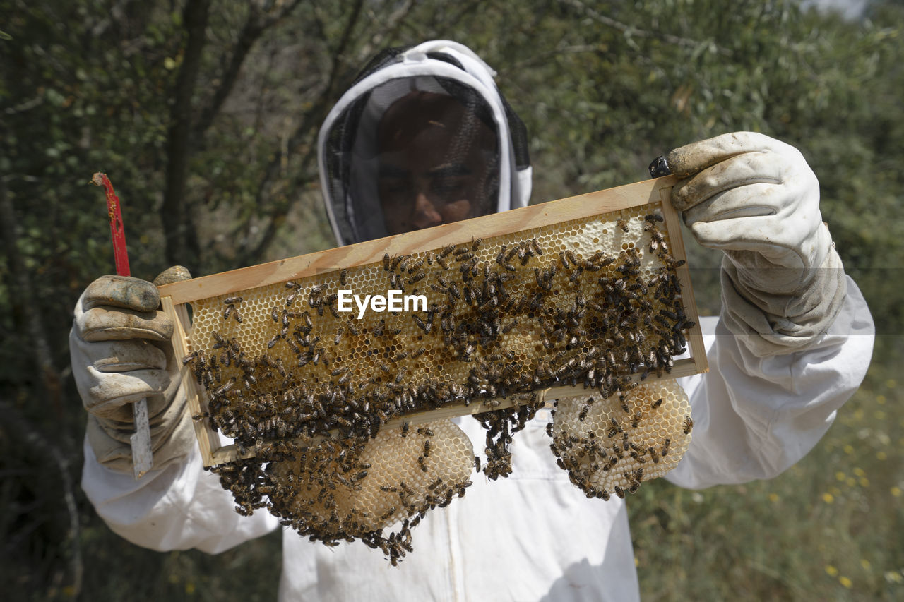 Drone cells, male honey bee on a beehive frame, hold by a beekeeper