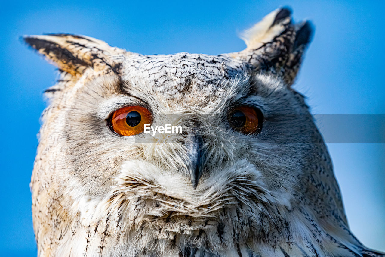 Close-up portrait of owl