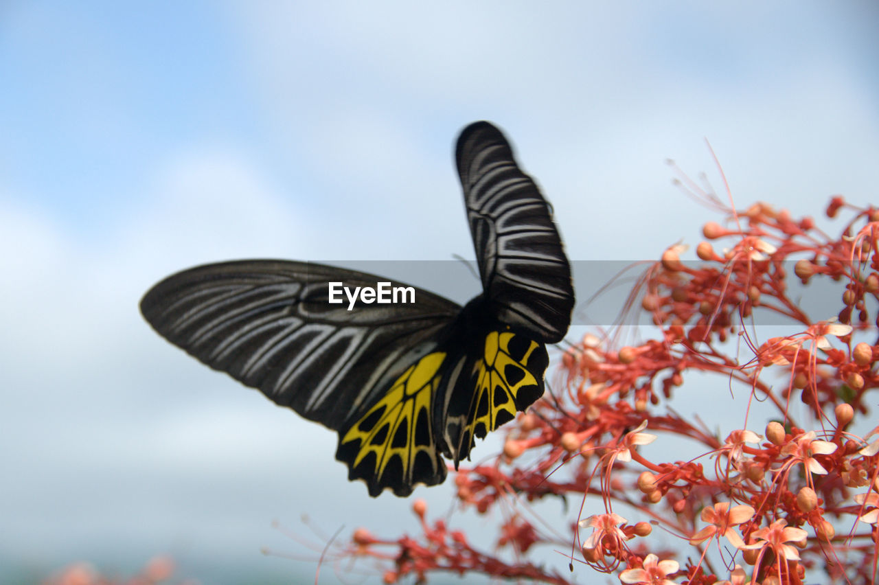 Close-up of butterfly on orange flower against sky