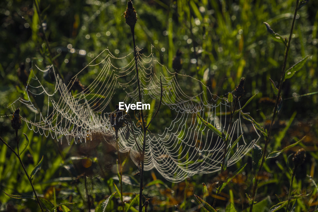 spider web, plant, fragility, nature, close-up, animal, animal themes, focus on foreground, no people, wildlife, beauty in nature, green, spider, wet, macro photography, day, animal wildlife, drop, water, outdoors, one animal, pattern, arachnid, land, growth, tree, tranquility, plant part, intricacy, grass, leaf, complexity, environment, selective focus, forest, dew, flower